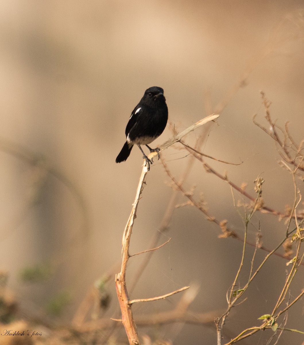 Pied Bushchat - ML645827230