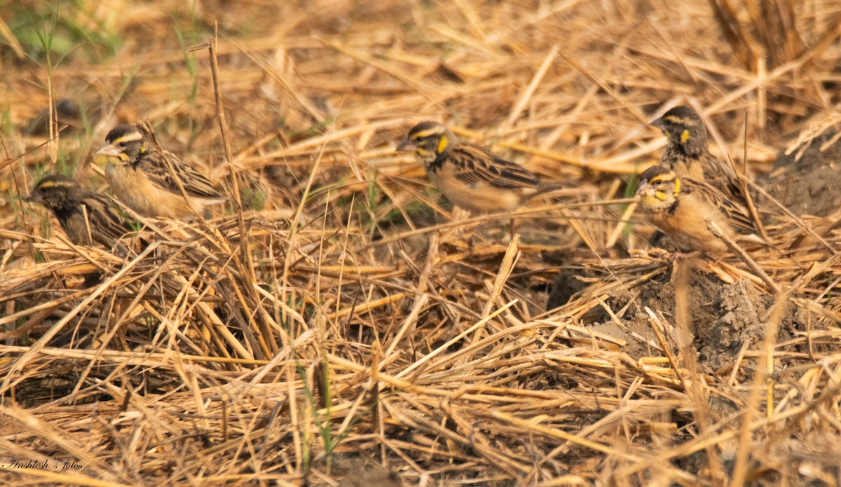 コウヨウジャク - ML645827234