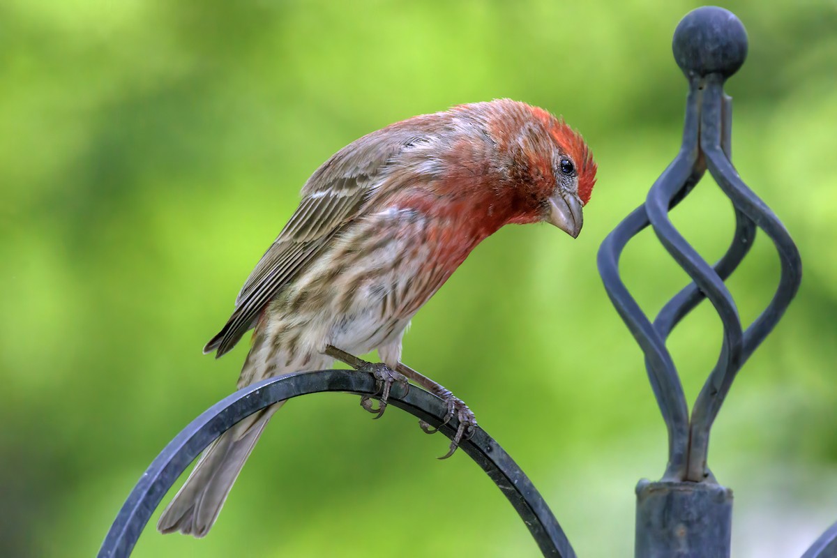 Мексиканская чечевица - ML645827235