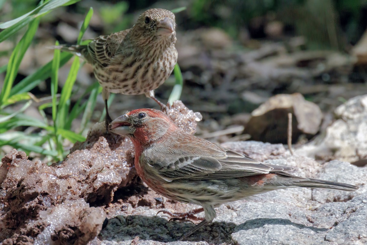 Мексиканская чечевица - ML645827236