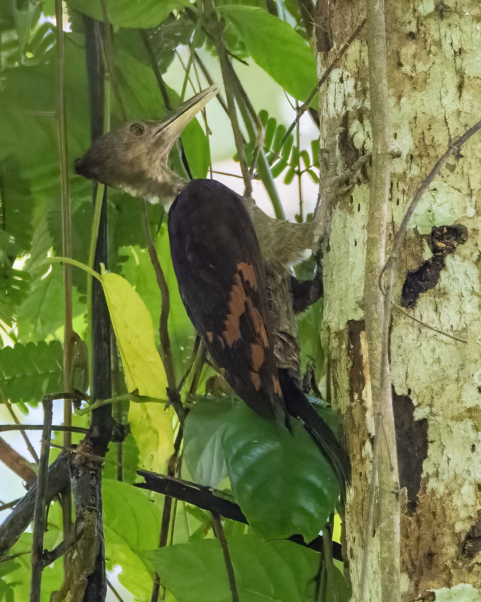 アカハラコガネゲラ - ML645827237