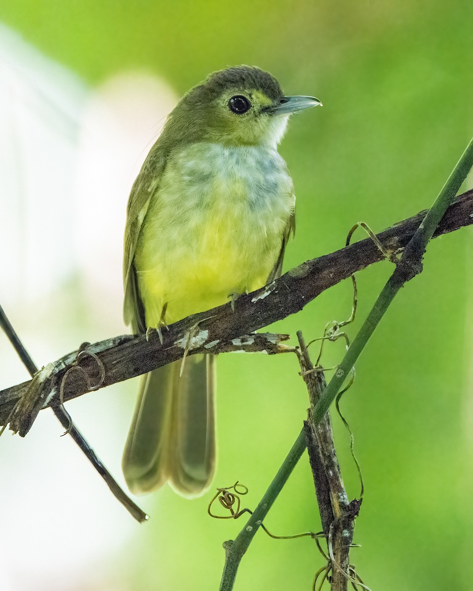 エリゲヒヨドリ - ML645827238