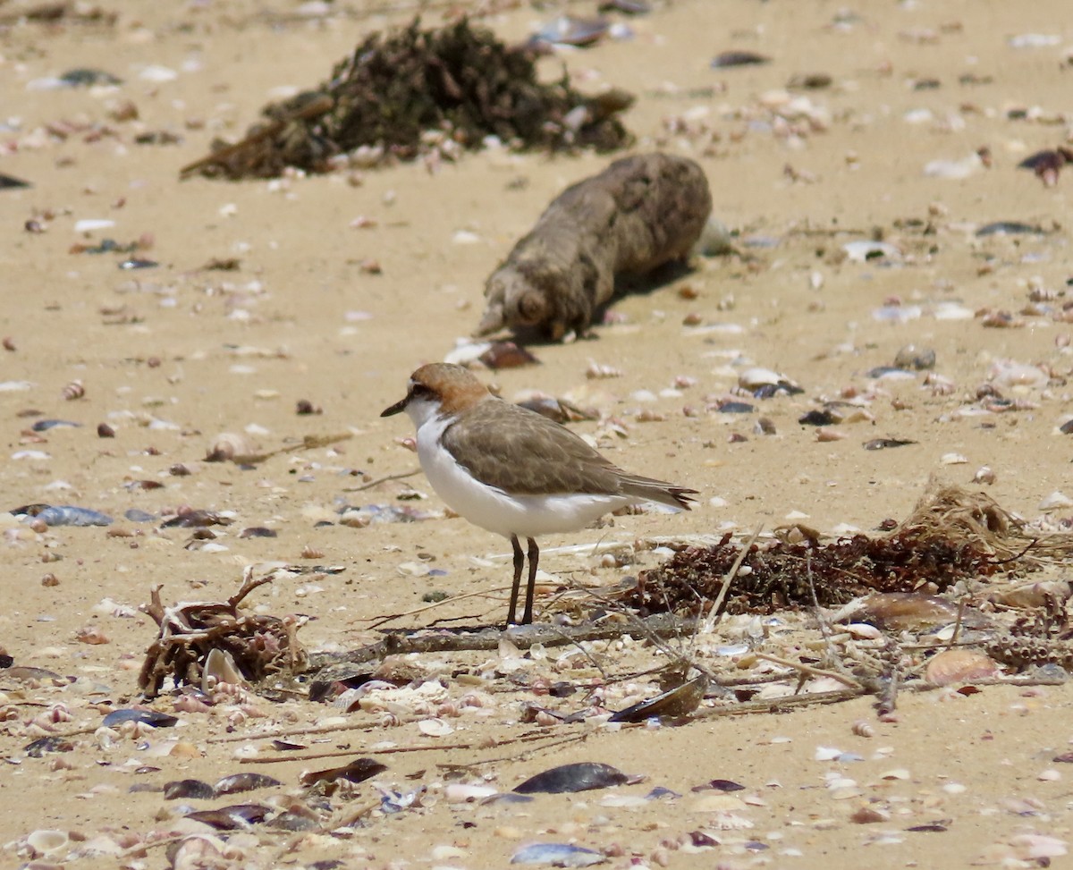 アカエリシロチドリ - ML645827239