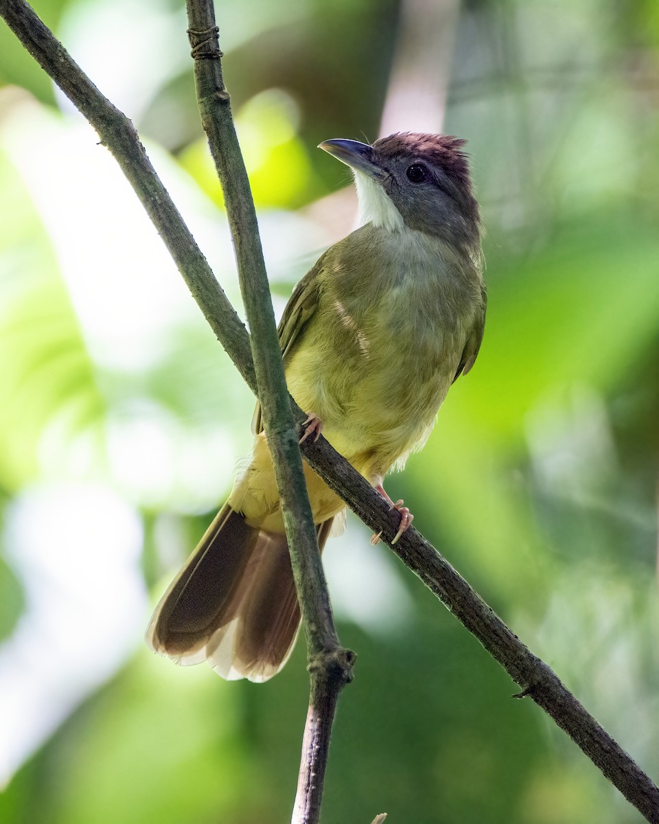 Gray-cheeked Bulbul - ML645827241
