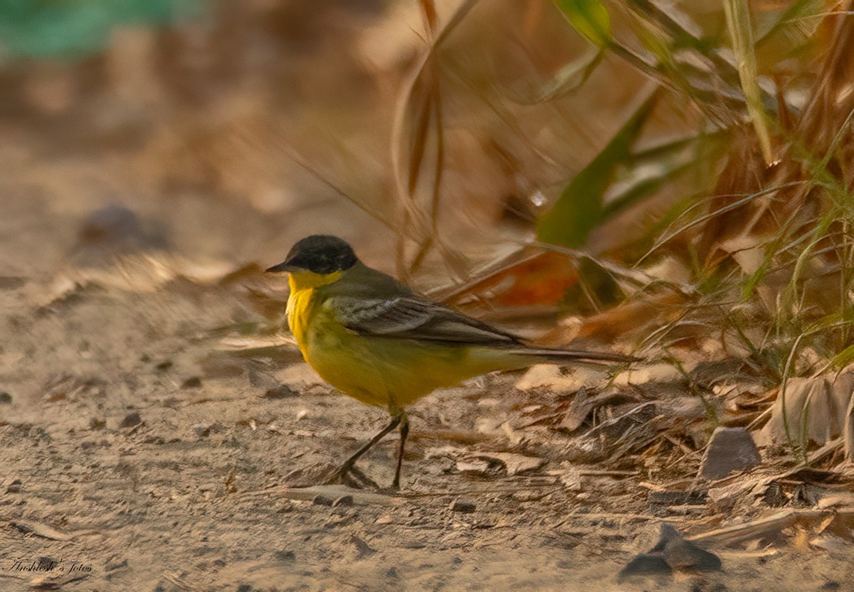 ニシツメナガセキレイ - ML645827242