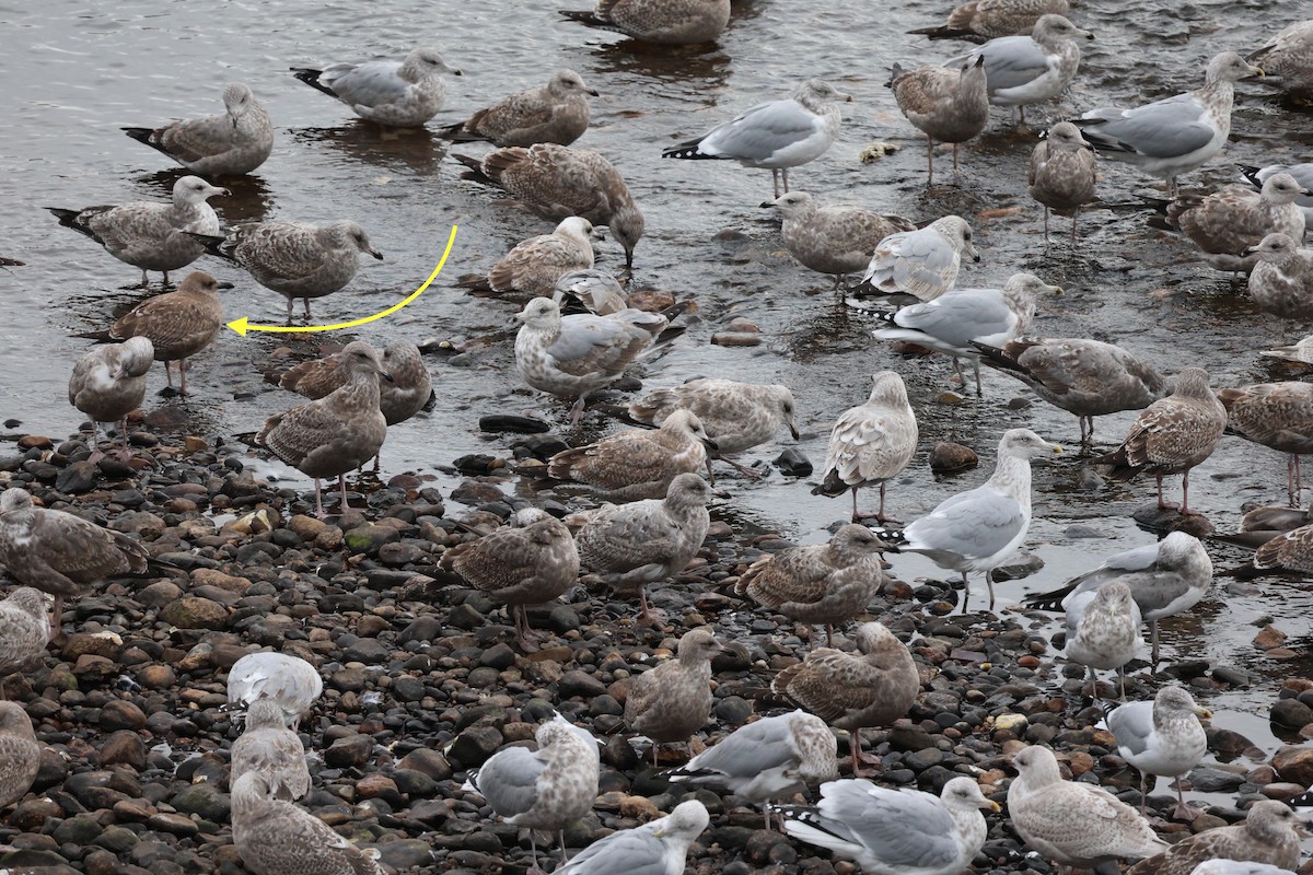 ub. måke (Larinae sp.) - ML645827243