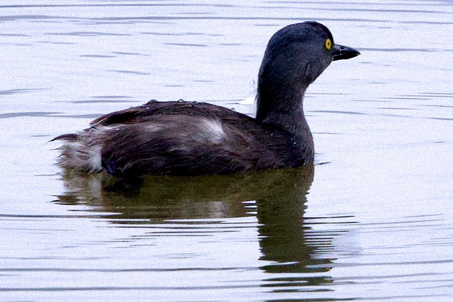 ヒメカイツブリ - ML645827246