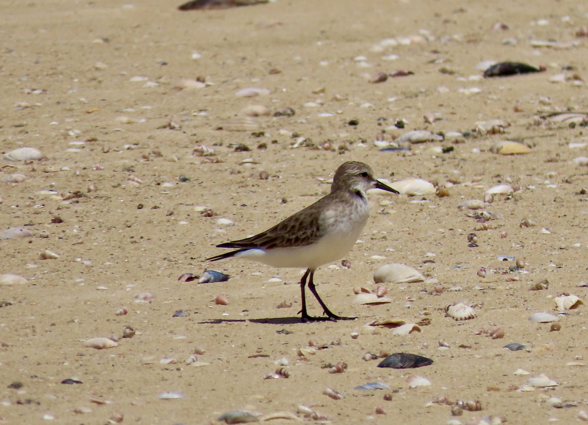 トウネン - ML645827247