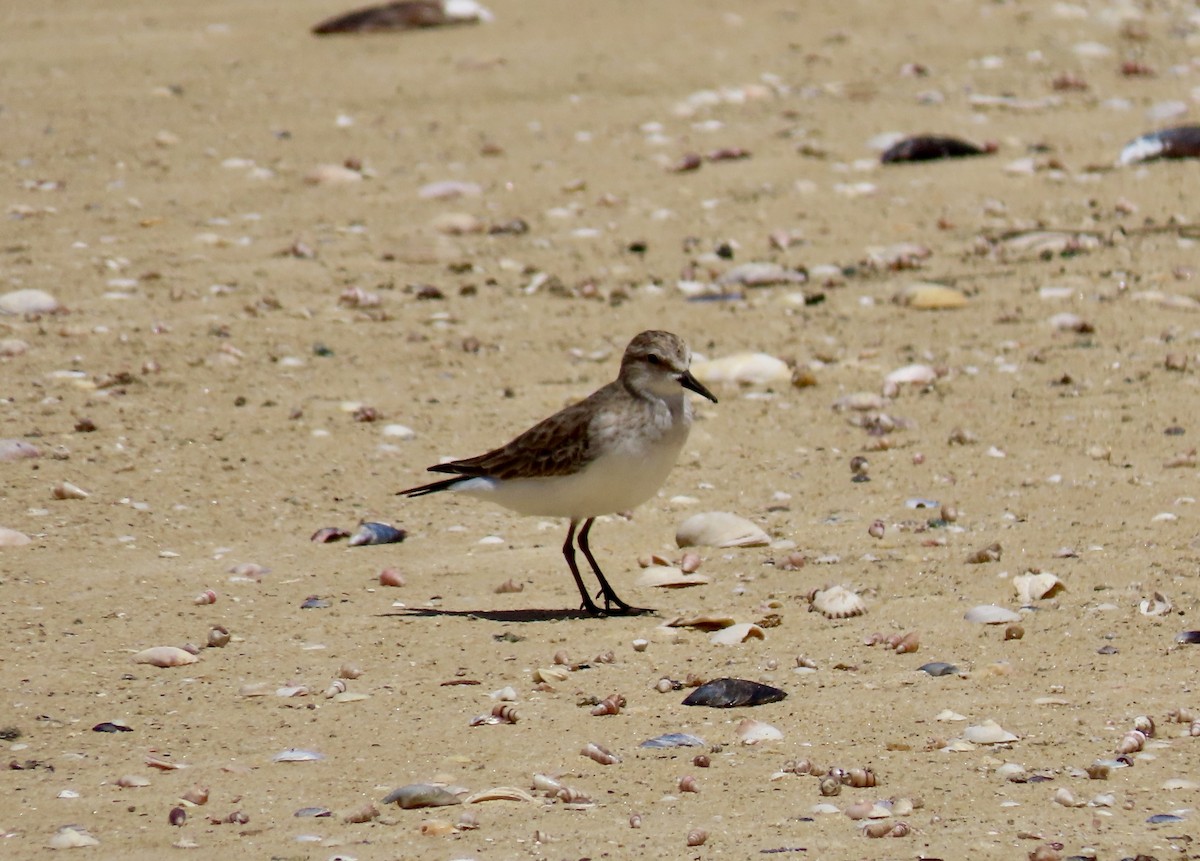 トウネン - ML645827248