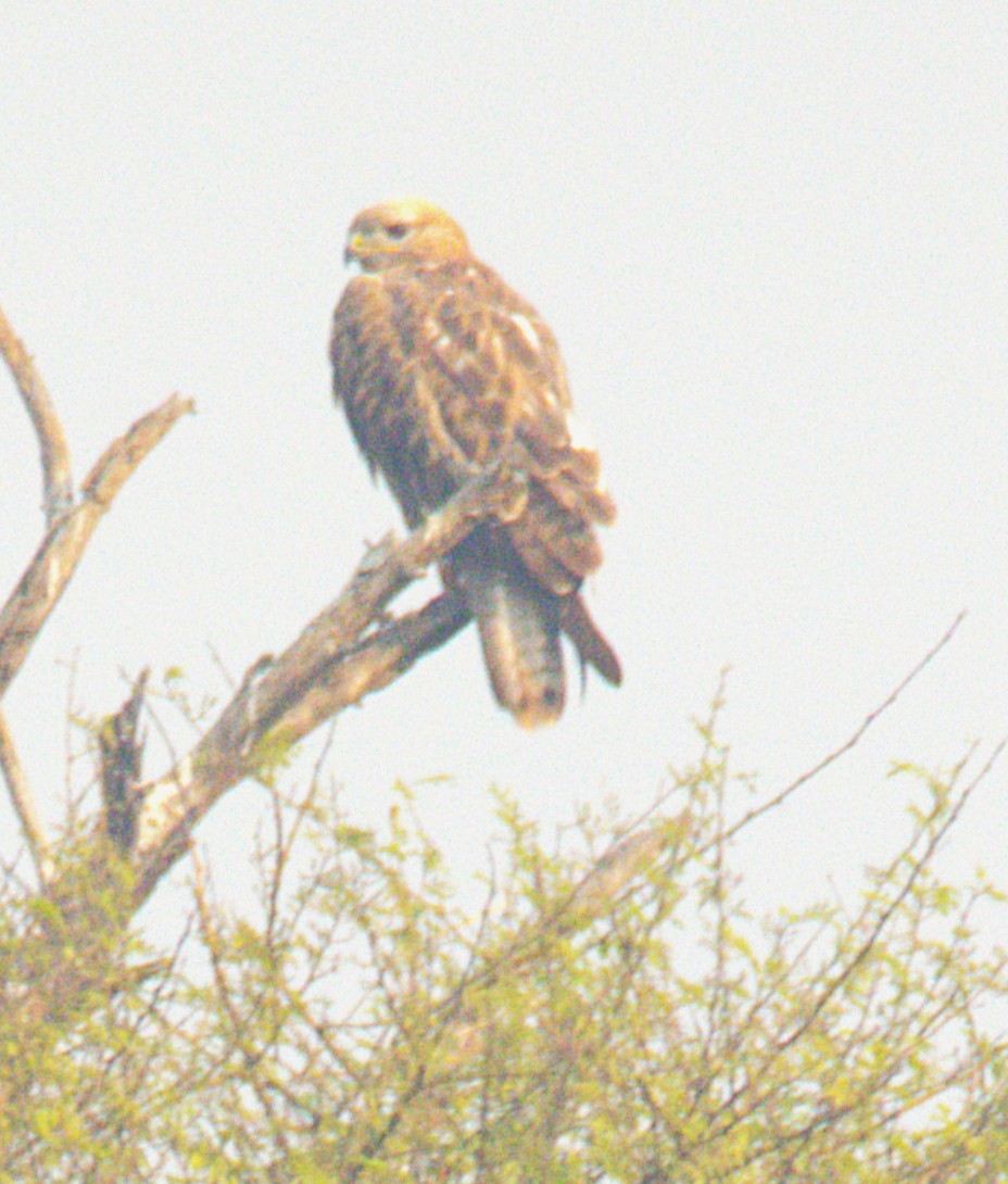 ニシオオノスリ - ML645827249