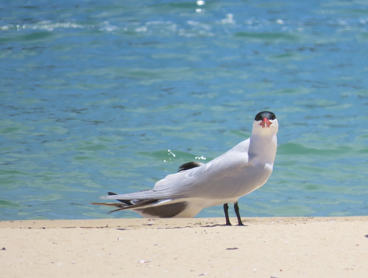 オニアジサシ - ML645827253