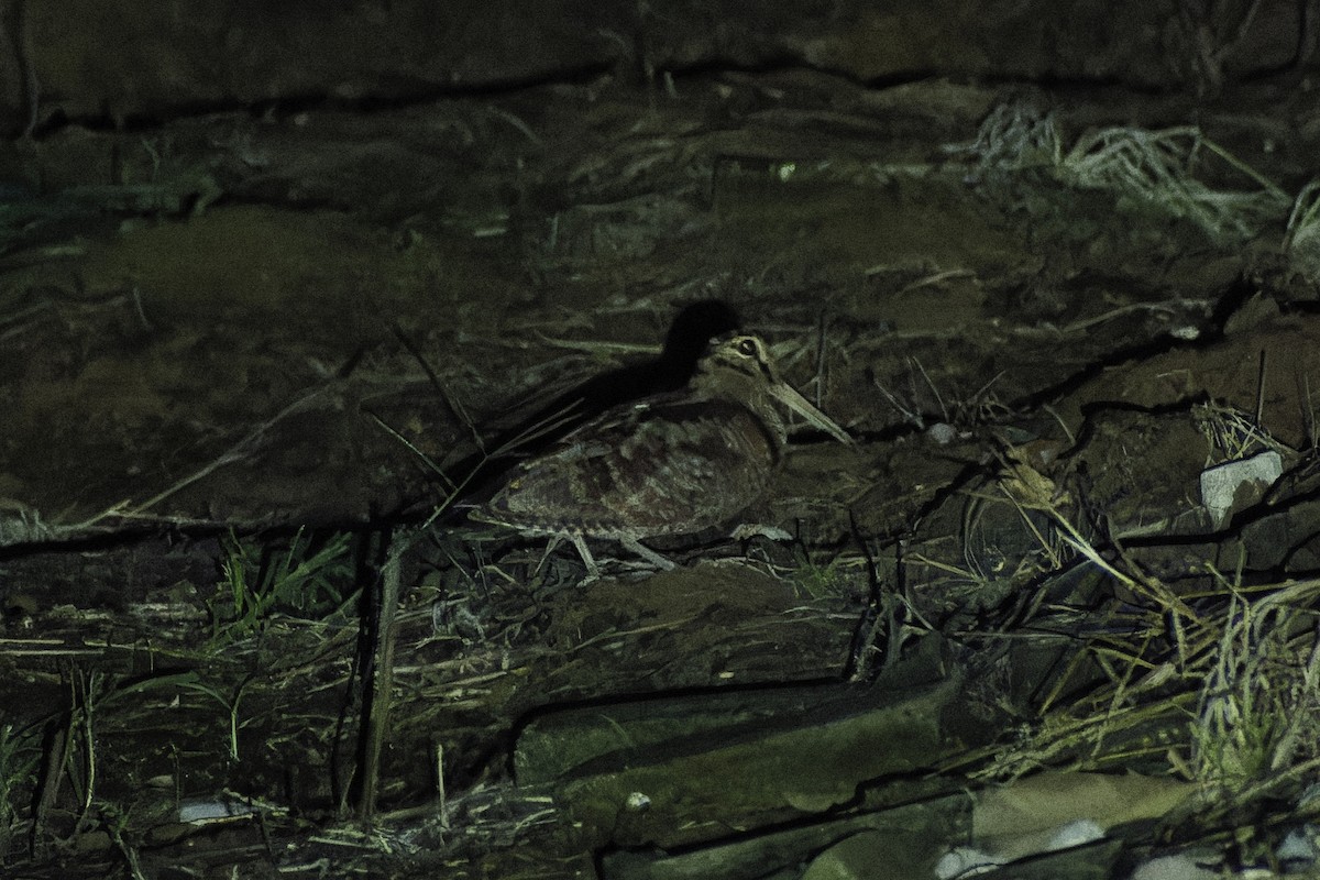 ヤマシギ - ML645827255