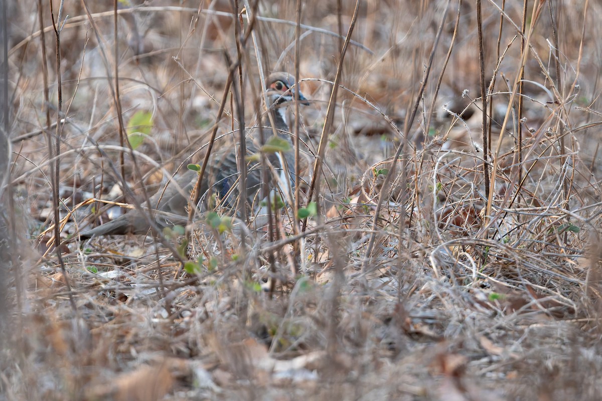 ライチョウバト - ML645827257