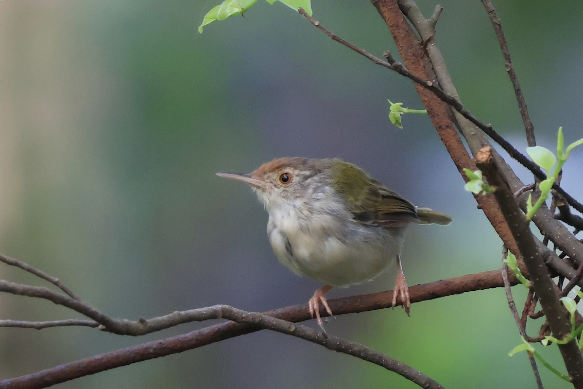 オナガサイホウチョウ - ML645827258