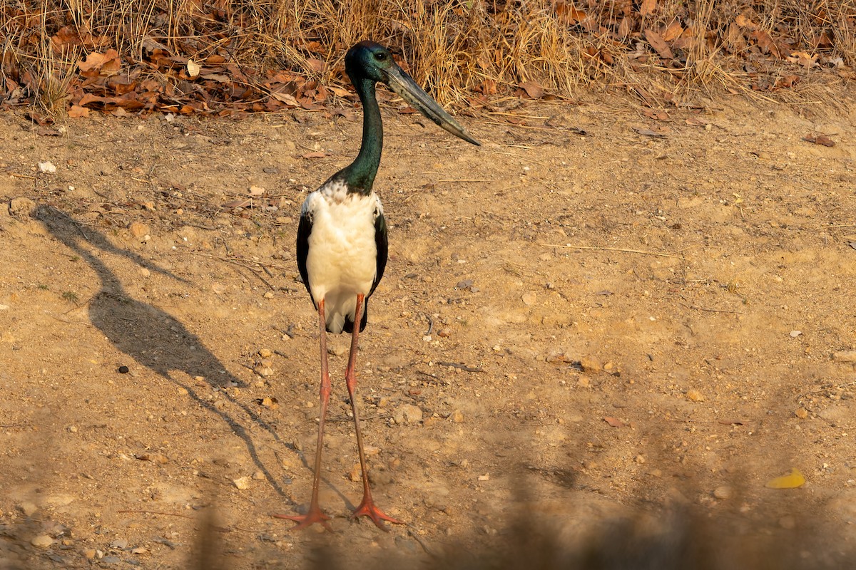 セイタカコウ - ML645827260