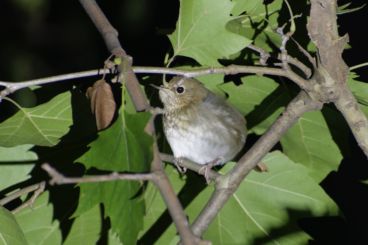 シマゴマ - ML645827261