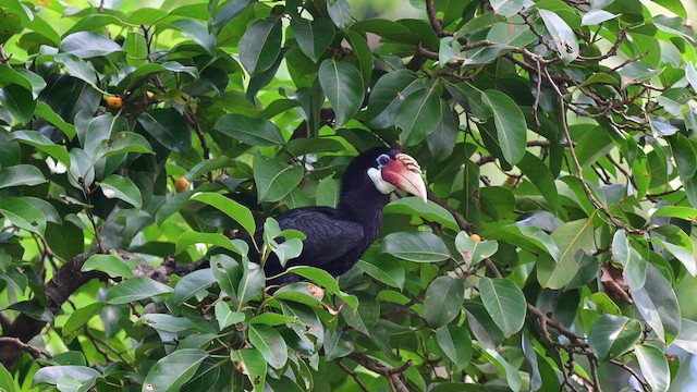 ヒメシワコブサイチョウ - ML645827262