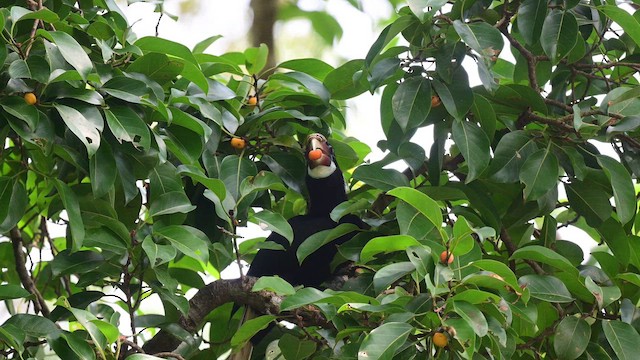 Narcondam Hornbill - ML645827263