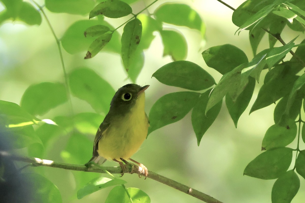 インドシナモリムシクイ - ML645827264