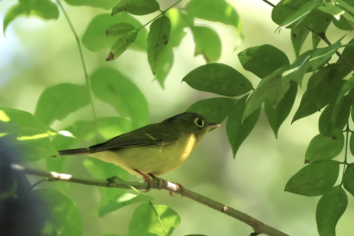 インドシナモリムシクイ - ML645827265