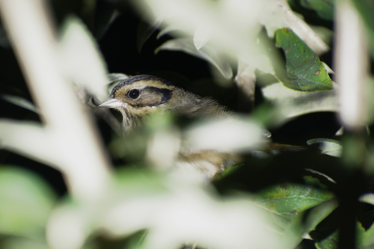 シロハラホオジロ - ML645827266