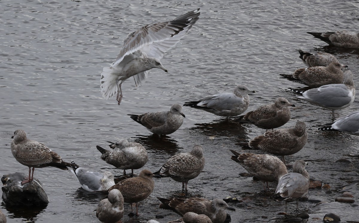 アメリカセグロカモメ - ML645827267