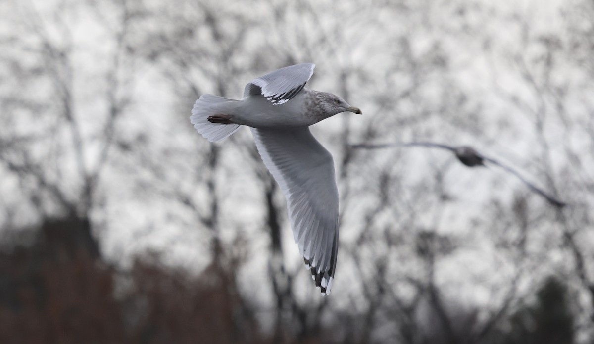 Kaio hauskara amerikarra - ML645827268