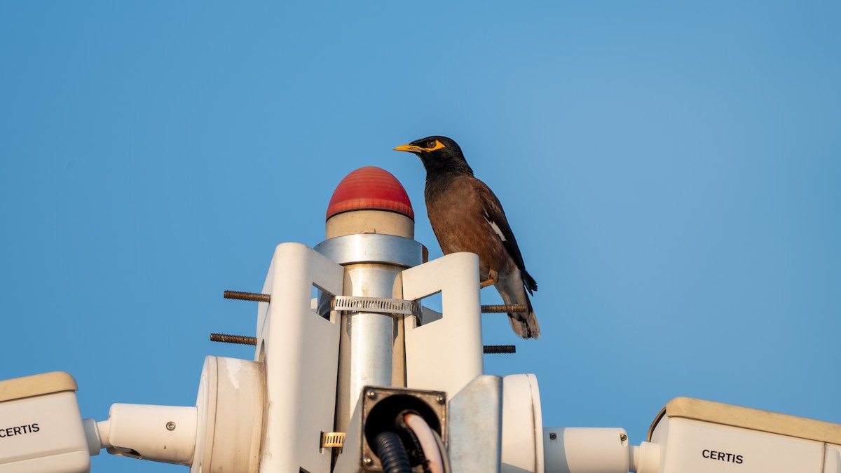 Common Myna - ML645827270