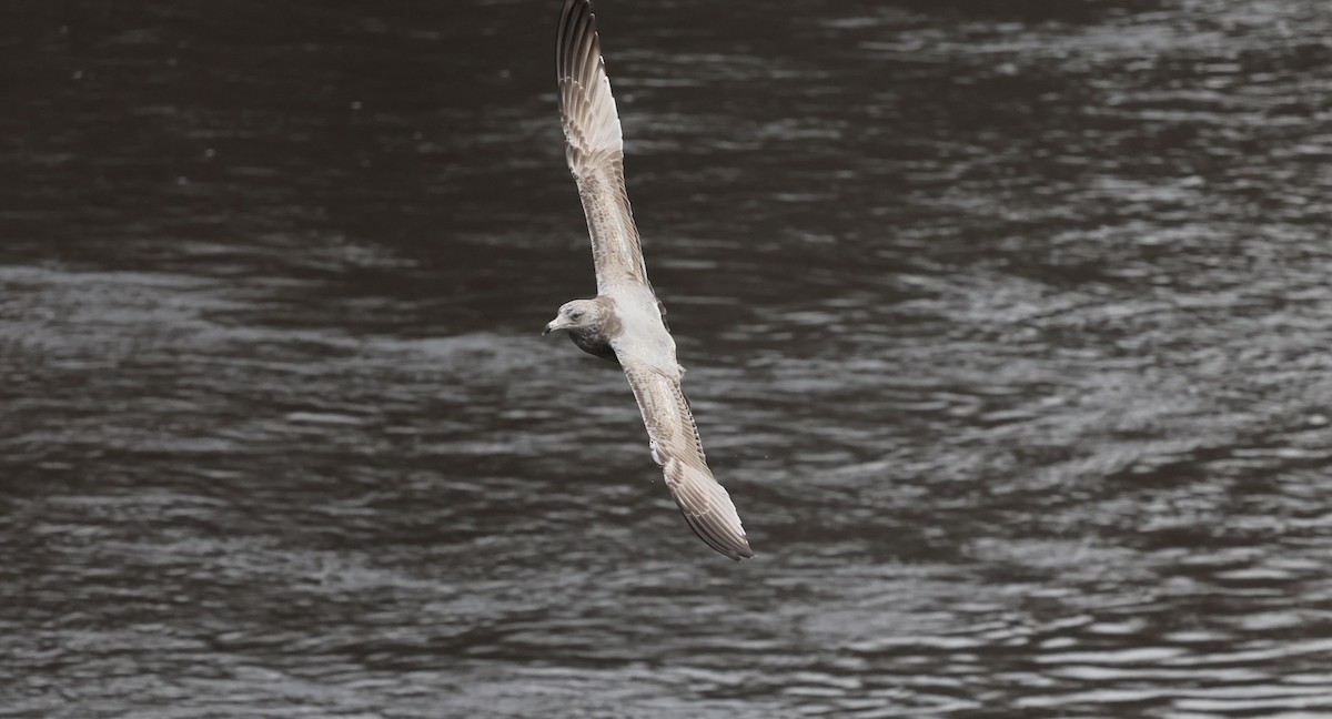 Kaio hauskara amerikarra - ML645827271