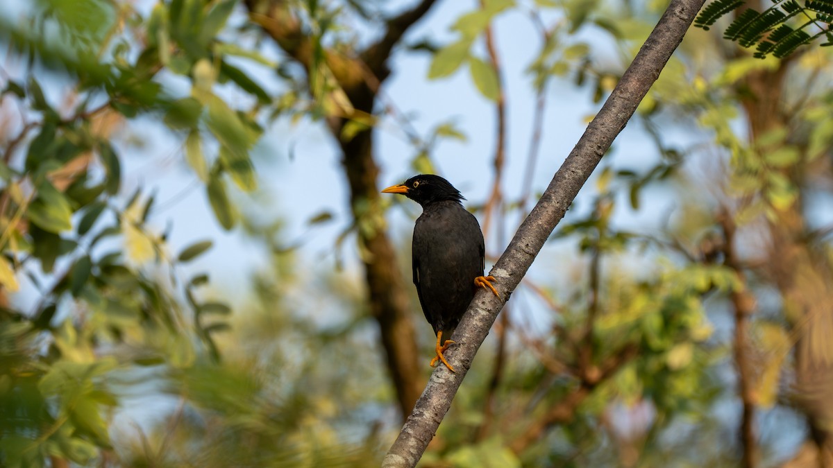 Javan Myna - ML645827272