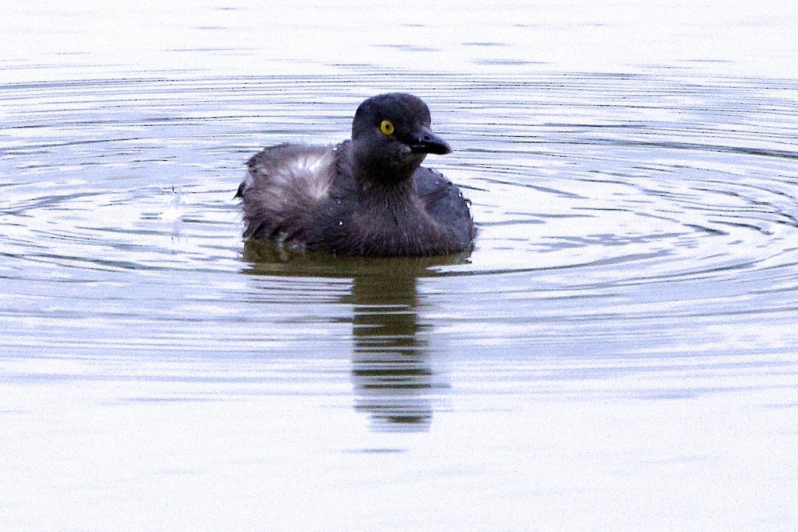Least Grebe - ML645827275