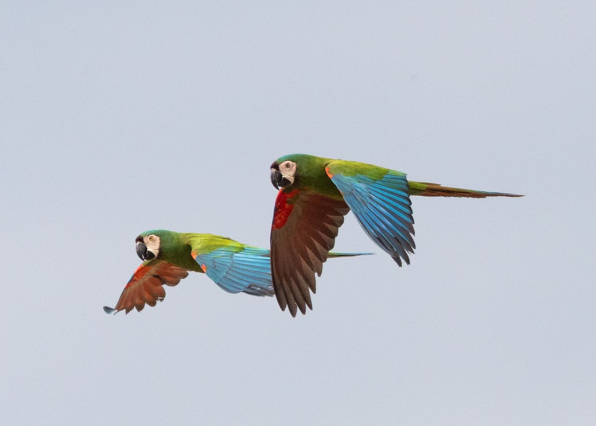 Chestnut-fronted Macaw - ML645827281