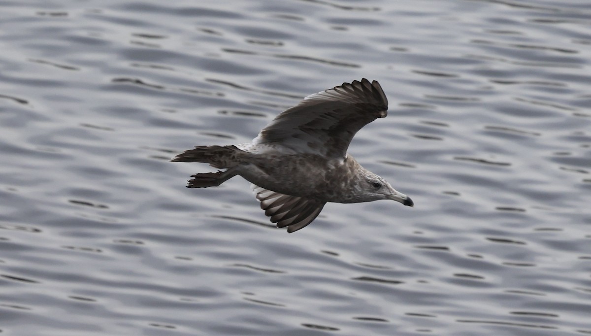 Kaio hauskara amerikarra - ML645827283