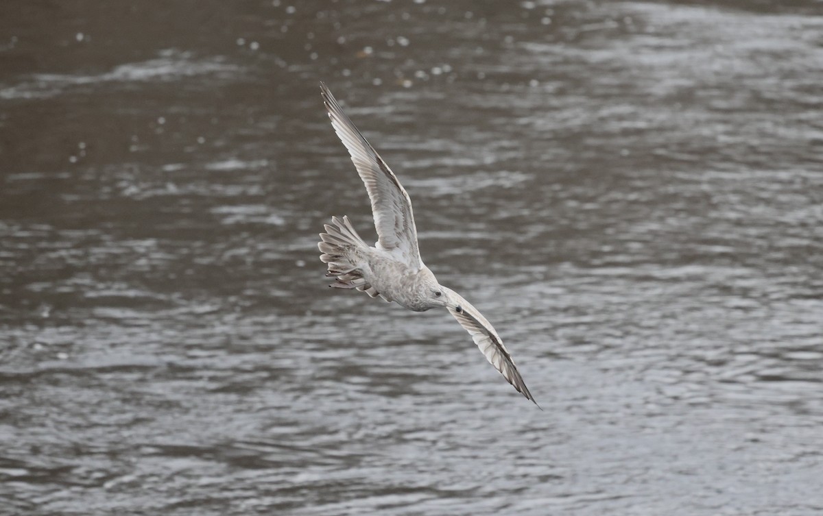 Kaio hauskara amerikarra - ML645827284