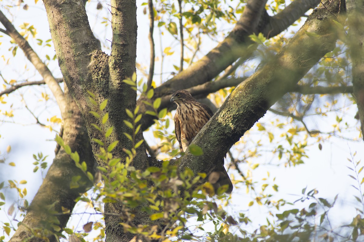 Crested Goshawk - ML645827285