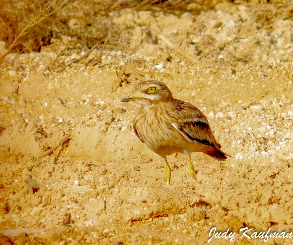 Eurasian Thick-knee - ML645827286