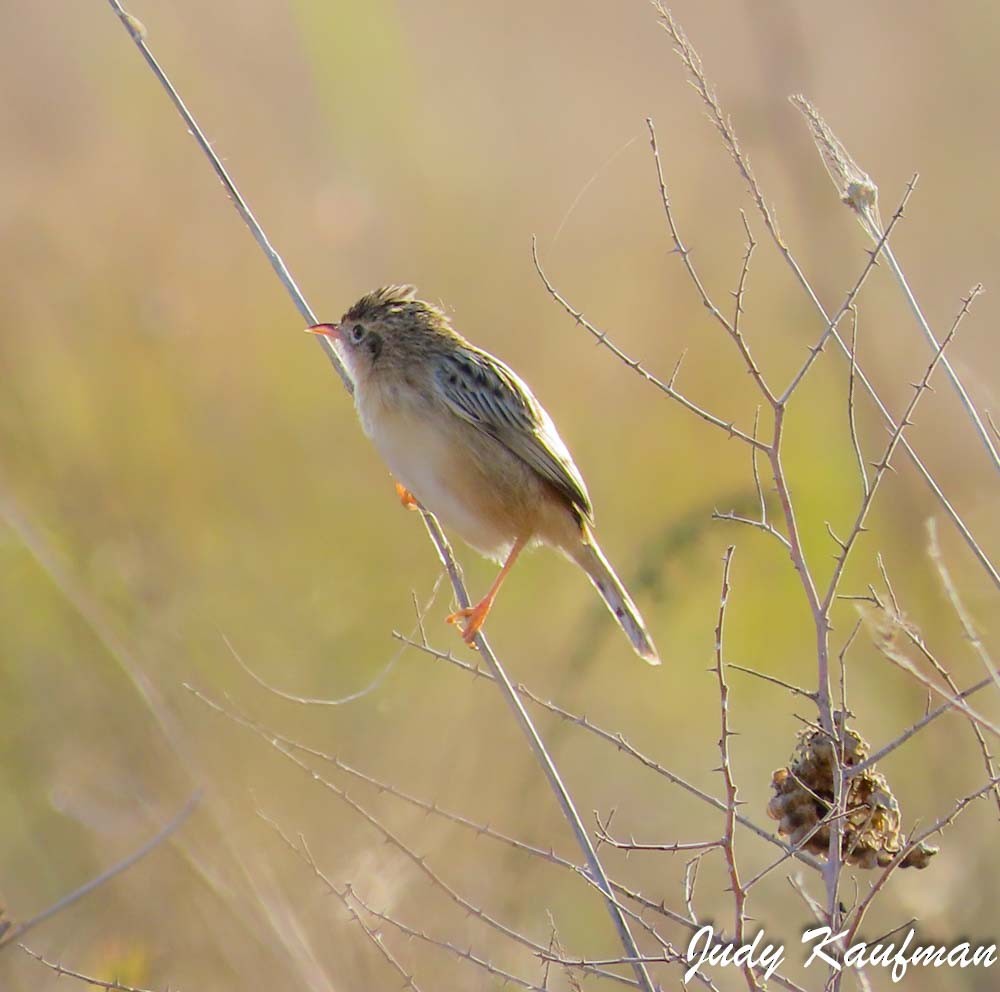 Zitting Cisticola - ML645827288