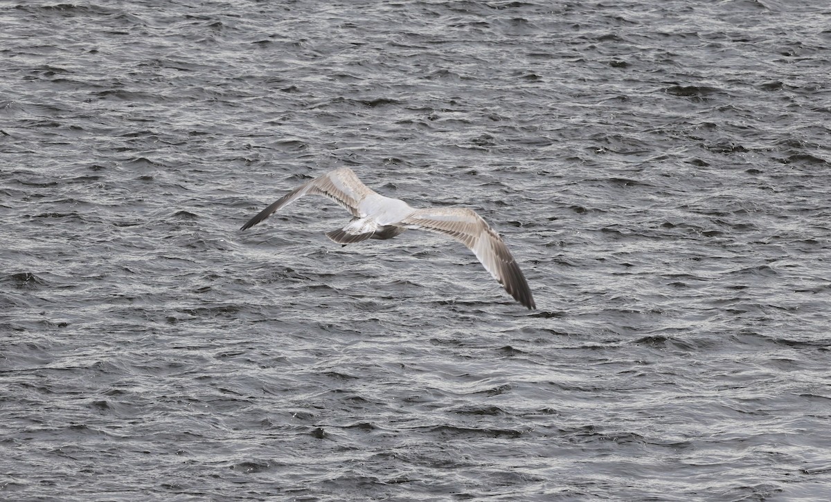 Kaio hauskara amerikarra - ML645827291