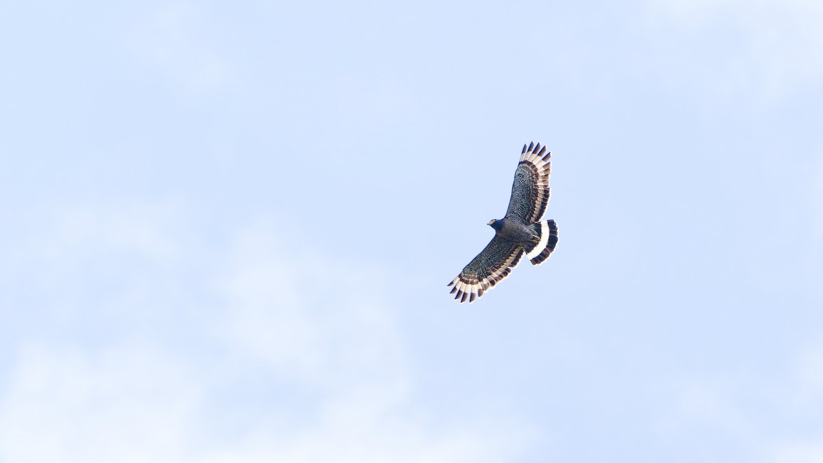 Mountain Serpent-Eagle - ML645827292