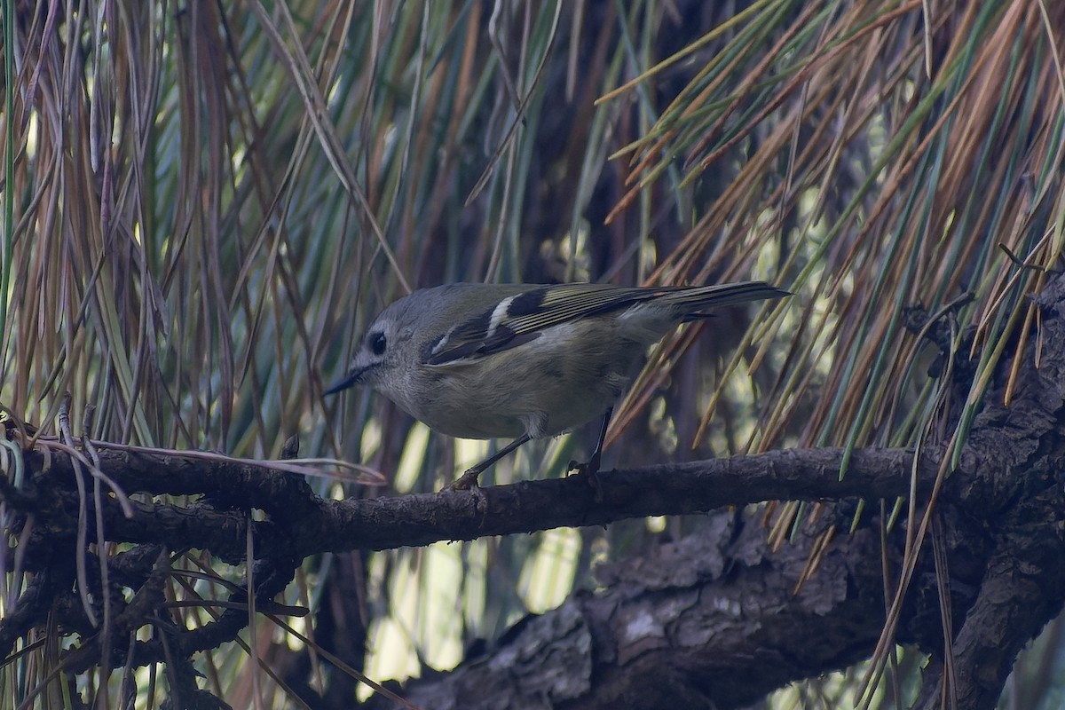 Goldcrest - ML645827301