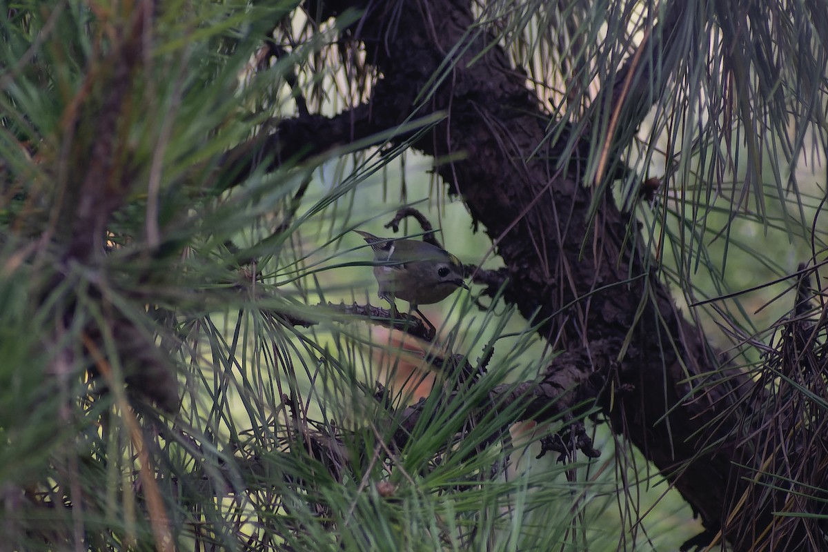 Goldcrest - ML645827302