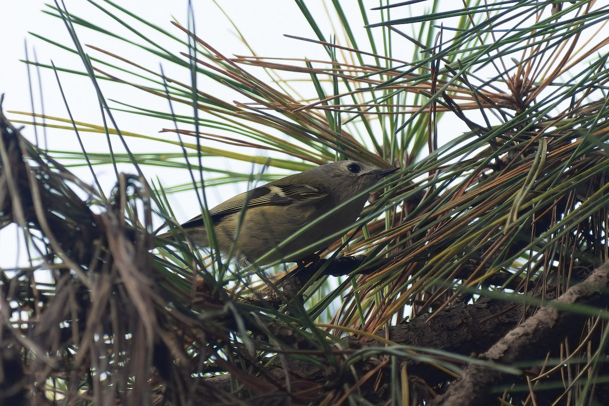 Goldcrest - ML645827303