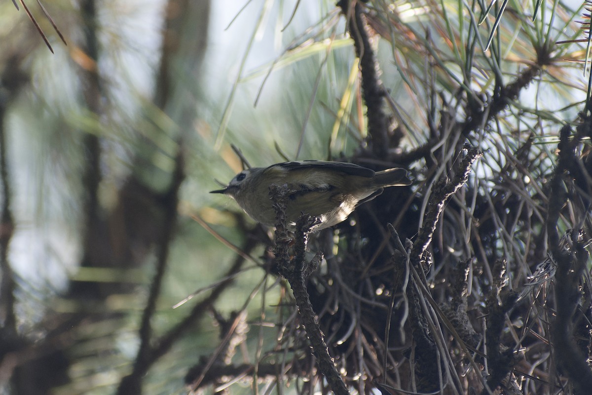 Goldcrest - ML645827304