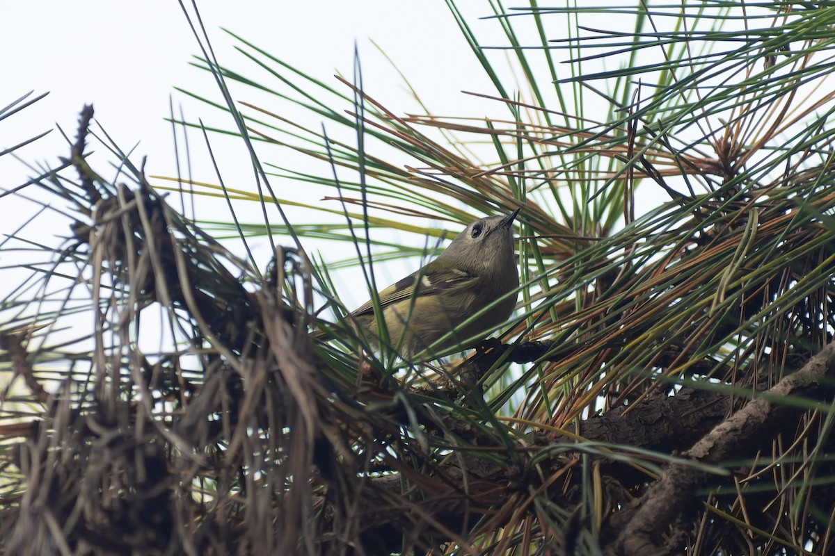 Goldcrest - ML645827305