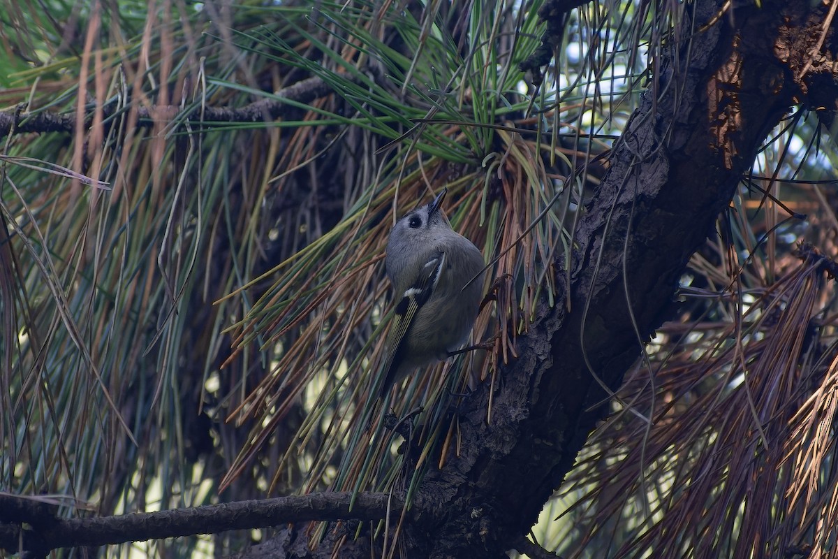 Goldcrest - ML645827306