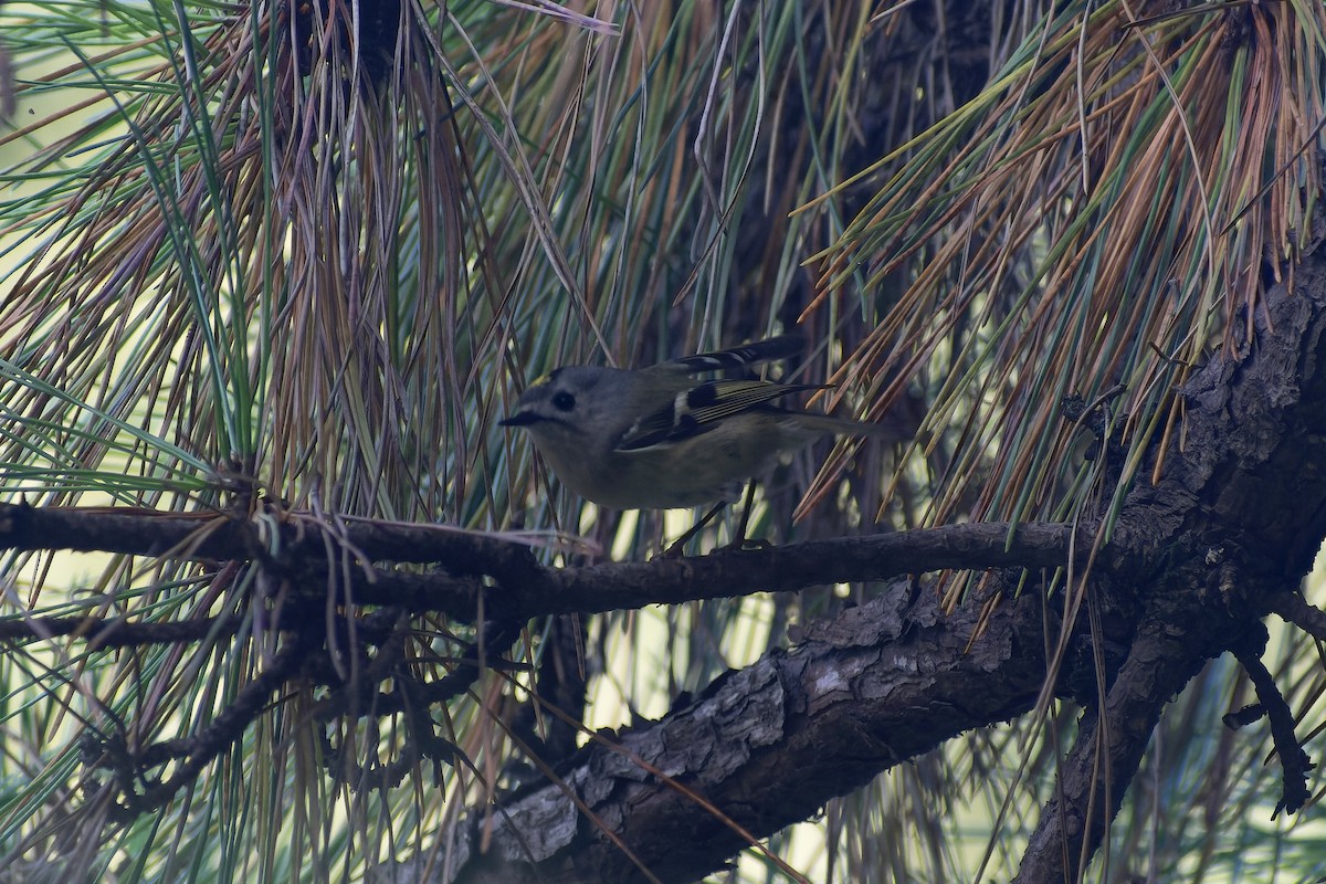 Goldcrest - ML645827307