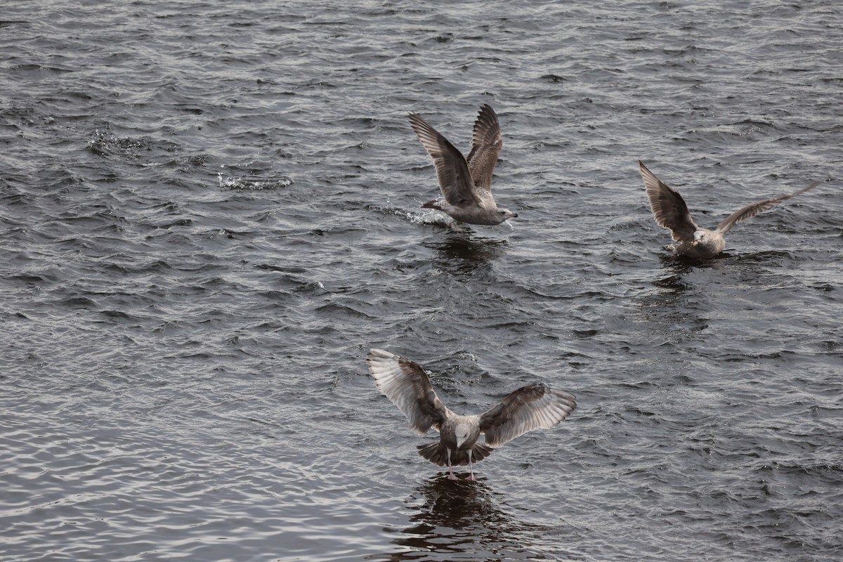 Kaio hauskara amerikarra - ML645827308