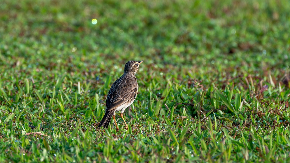 Рисовой конёк - ML645827309