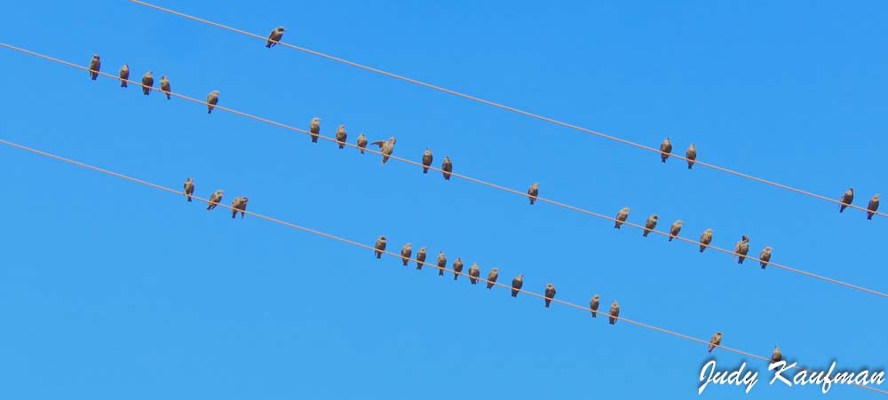 Обыкновенный скворец - ML645827311