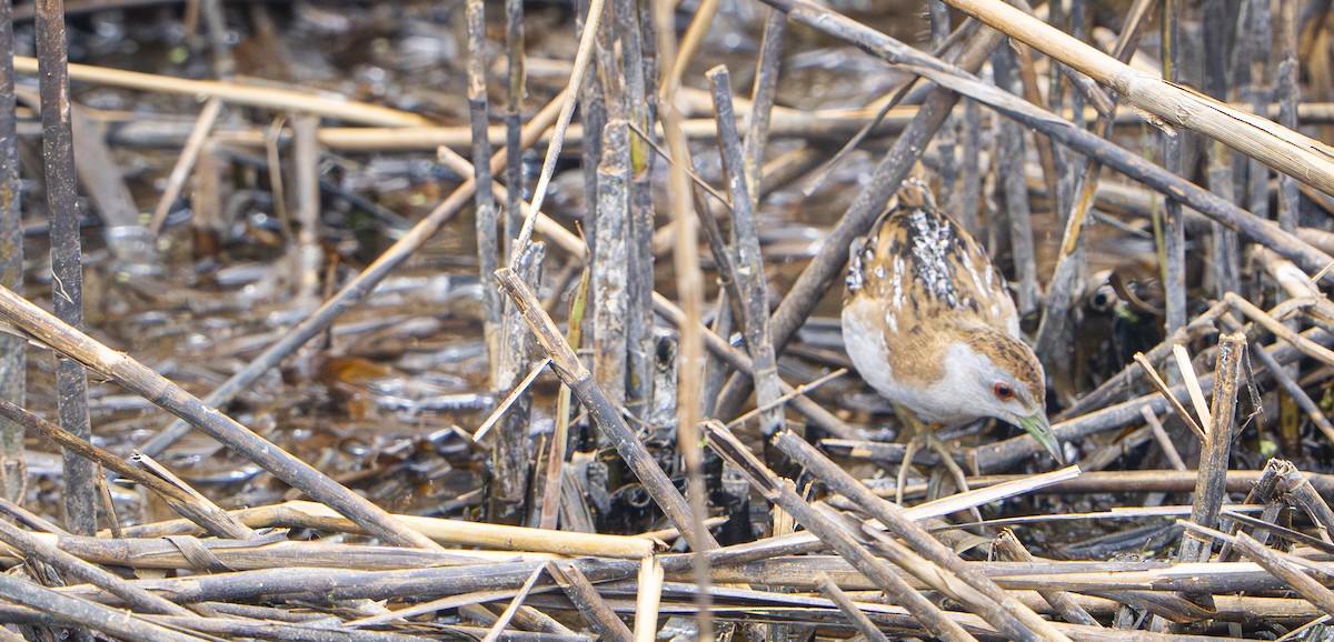 Погоныш-крошка - ML645827312